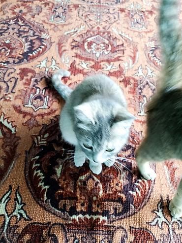 Мышыктар: Котята домашние, короткошёрстные. Описание: - Окрас: есть — 2