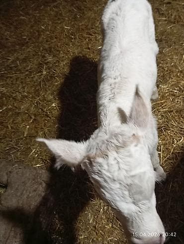 каровы швиц: Продаю | Музоо, торпок | Полукровка | На откорм | Искусственник — 1