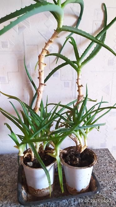 алоэ в ампулах бишкек: Продаю 2 Алоэ5 лет — 2