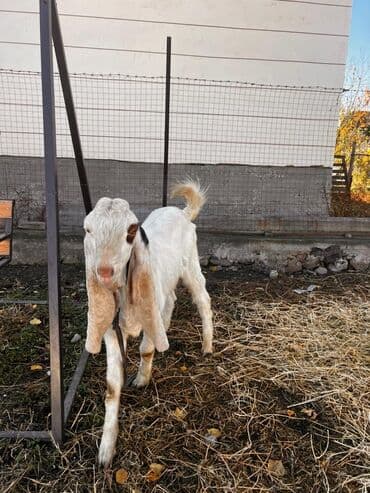 Грызуны: Продаю | Козлёнок | Для разведения — 7