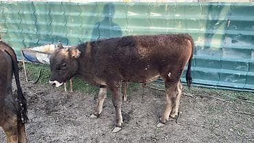 дакан чочо: Продаю | Бык (самец) | На откорм — 7