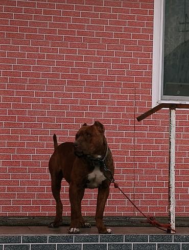 уй музо: Продаю Пидбуль кубинский породы кабель 2 года по кличке Мусса — 5