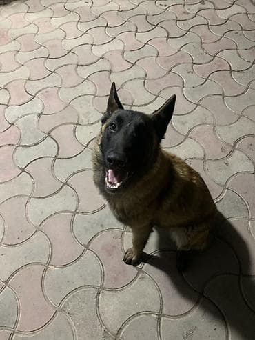 собаки охотничие: Порода: бельгийская овчарка (малинуа). Девочка 10 месяцев Нету — 1