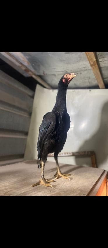 бойцовые птицы: Продаю | Петух | Бойцовая | Для боев — 4