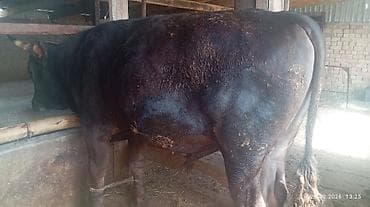 бык сментал: Продаю | Бык (самец) | На откорм | Осеменитель — 2