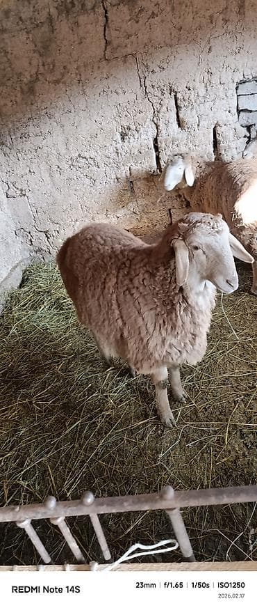 мал айдаган ит сатылат: Сатам | Козу | Көбөйтүү үчүн — 3