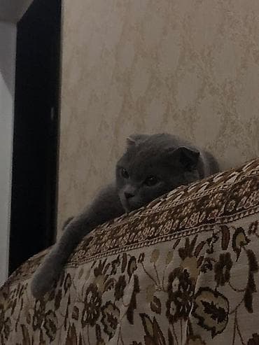 веслаухие кошки: Шотландская вислоухая кошка (Scottish Fold) - Окрас: ровный — 2