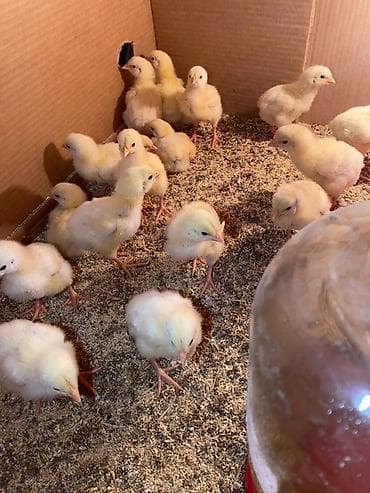 продажа цыплят бройлеров: Продаю | Цыплята | Бройлерная | На забой — 2