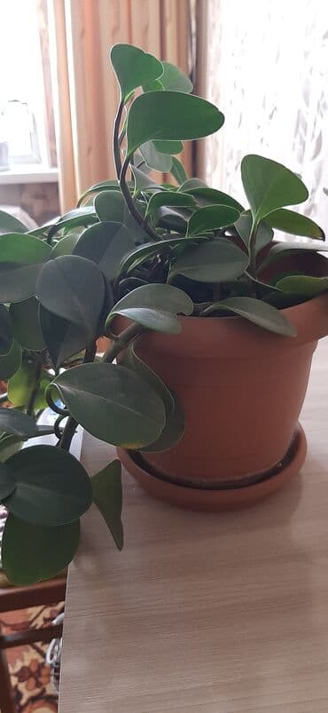 растения для аквариума: Комнатное растение в горшке — 4