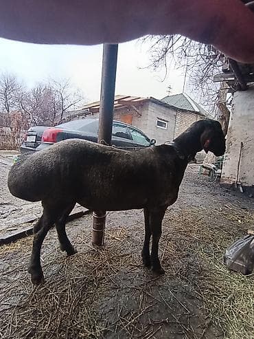 ала тоо уйлары: Продаю | Баран (самец) | Эдильбаевская | Для разведения | Племенные — 2