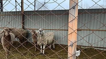 уй животных: Продаю | Овца (самка) | Для разведения — 4