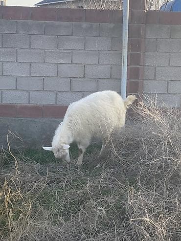Продаю | Коза (самка) | Для разведения at lalafo.kg Продаю | Коза (самка) | Для разведения