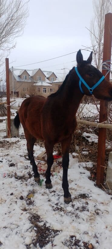 Другие животные: Продаю | Жеребенок | Рабочий — 3