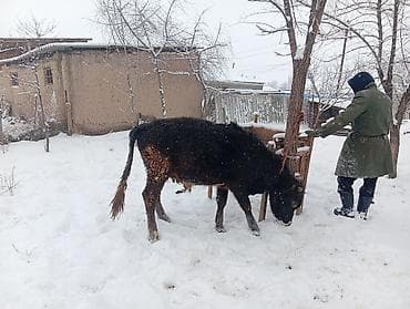 Зоотовары: Продаю | Бык (самец) | На откорм | Племенные — 4