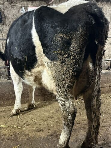 стельный карова: Продаю | Корова (самка) | Симментальская | Для молока — 6