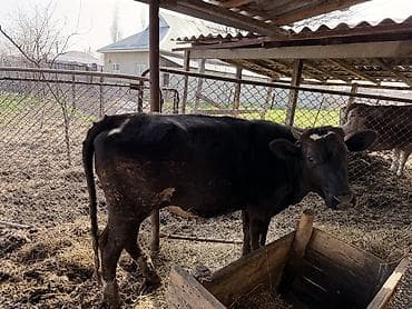 перва телка: Тёлка, полтора года.
Также хорошо подойдёт для дальнейшего разведения — 2