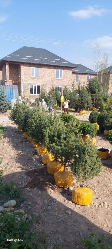 саженцы хвойных пород: Саженцы деревьев: Ели, Платная доставка — 1