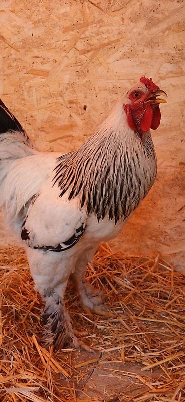 павлин голуби: Мускусная утка (индоутка), 1+1 2500сом Инкубационные яйца Цена яйцо — 9