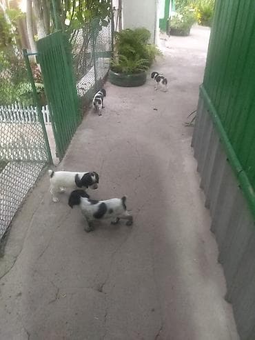 Продажа собак: Спаниель, 1 месяц, Самец, С прививкой — 8