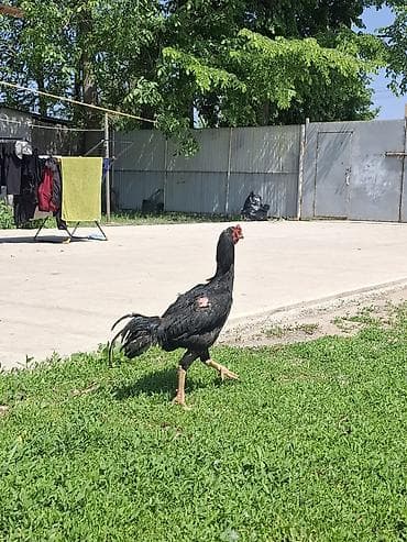 гнездо для кур: Продаю | Петух | Бойцовая | Для разведения — 5