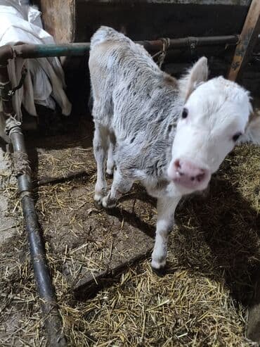 Продаю | Музоо, торпок | Для разведения | Искусственник — 3