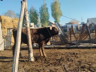 продаю алабай: Продаю | Бык (самец) | Швицкая | Для разведения | Привязанные — 4