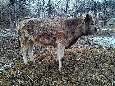 мёд белый: Продаю | Музоо, торпок | Алатауская | На откорм, Для разведения — 4