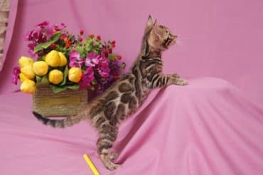 продажа породистых кошек: Друзья !!! долгожданный помет . Бенгальские котята . от самых — 5