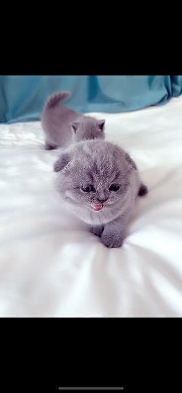 Продажа кошек: Продается котенок шотландский вислаухий С документами, 1 месяц — 2