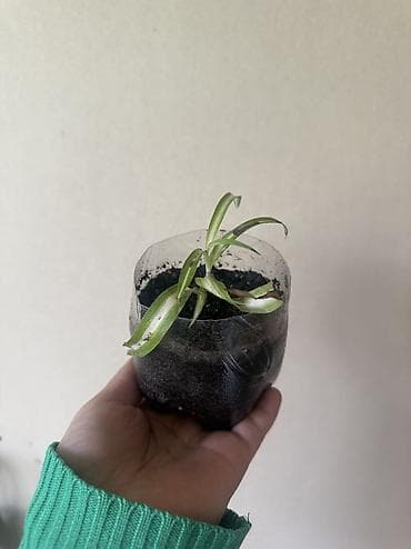 Черенки детки по 100 сом