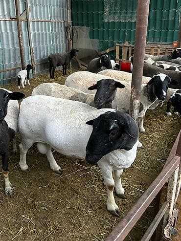 мука рыбная купить: Продаю | Баран (самец) | Для разведения | Племенные — 2