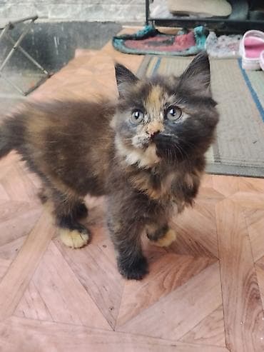 scottish fold: Котята, домашние, пушистые, ручные. - Возраст: примерно 1–1,5 месяца — 3