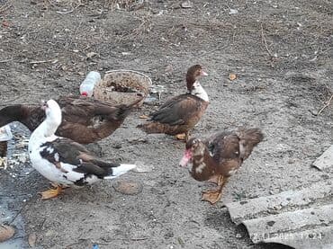 Грызуны: Мускусные утки (индоутки) - Порода: мускусные (индоутки), окрасы — 1