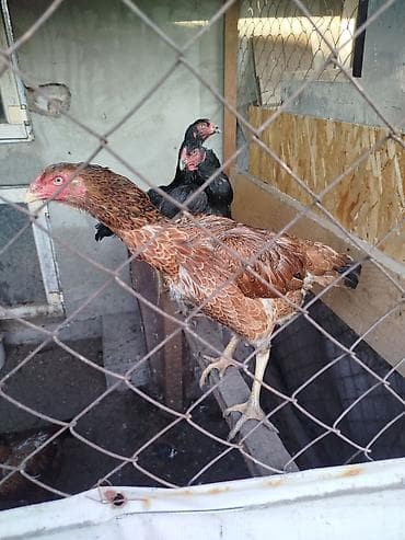 Грызуны: Дакан шамо куры несутся 3000сом шт — 7