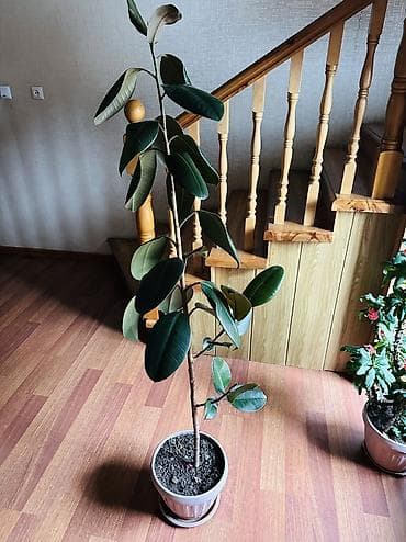 каучуконосный фикус: Фикус эластика (Ficus elastica, каучуконосный) в напольном горшке. - — 3