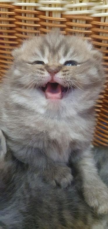 шотланский кот: Скотиш Фолд (Шотландская вислоухая), 2 месяца, Девочка, Серый, Приучена к лотку — 5