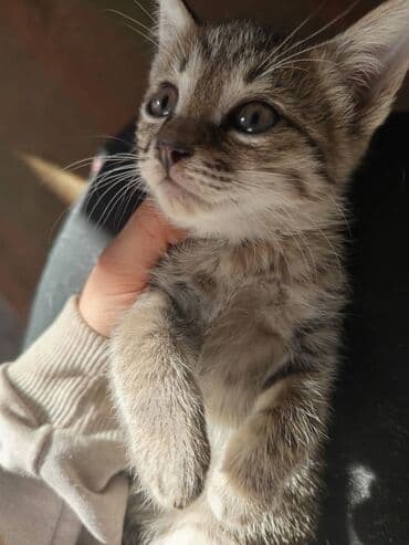 домашние кошки: Котёнок серый тигровый (мраморный табби) - Окрас: серо-коричневый с — 3