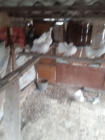 дом для котов: Павлины-голуби (порода «Павлиний голубь»), декоративные. - Основной — 2