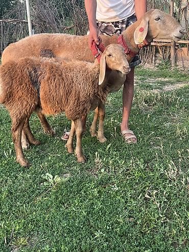 Продаю | Овца (самка), Ягненок | Для разведения at lalafo.kg Продаю | Овца (самка), Ягненок | Для разведения