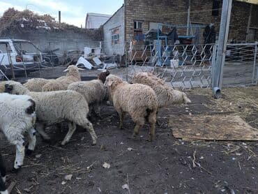 куда отдать собаку бишкек: Продаю | Ягненок | Меринос, Романовская, Полукровка | На забой, Для разведения, Для шерсти | Кастрированные, Ярка — 4