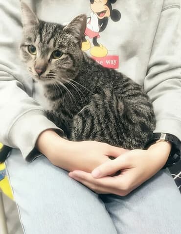 кот в добрые руки: Кошка даром: Беспородная, 1 год, Мальчик — 2