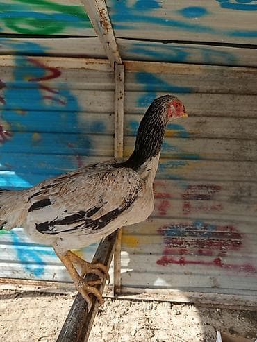 индоутка с утятами: Продаю | Петух | Бойцовая | Для разведения — 3