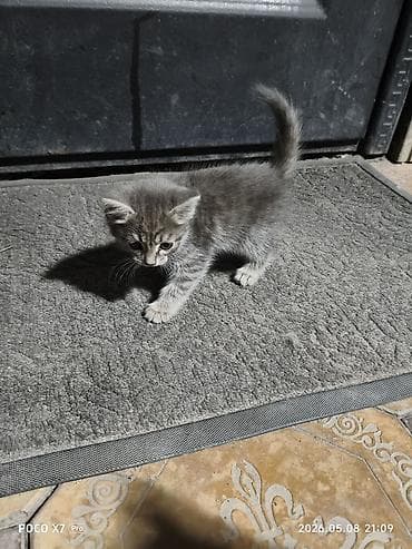 кот: Отдам котят в хорошие руки — 2