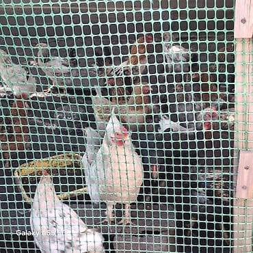 бенгальская кошка домашняя: Продаю | Куры | Брама, Кохинхин | Несушки — 3