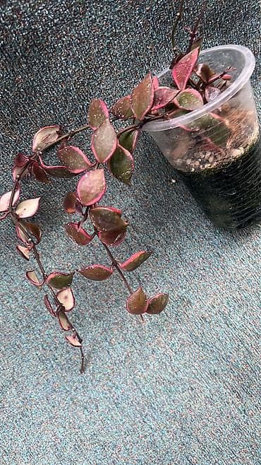 Продаются сортовые хойи из индонезии, только на срез