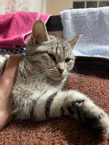 сфинкс на вязку: Котёнок серебристого окраса с классическим мраморным табби-рисунком — 2