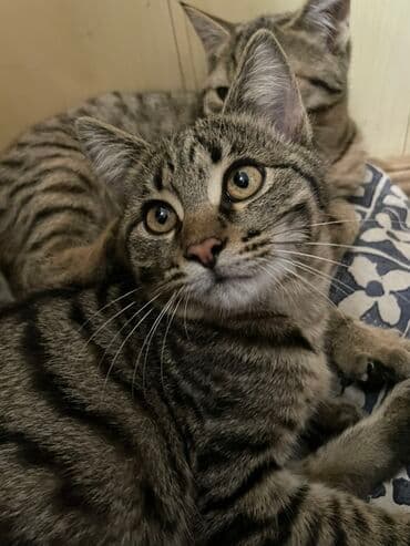 домик для кошки на улицу: Отдам котят 4 месяца в добрые рукивсе мальчикиочень ласковые и — 3