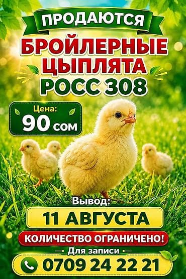 цыплята куплю: Продаю | Цыплята | РОСС 308 — 1