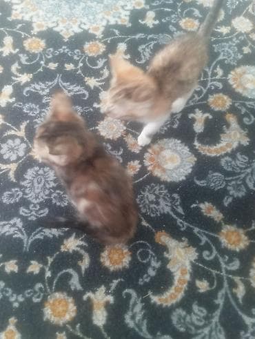 где купить щенка овчарки: Котята - Два котёнка с полосато-черепаховым окрасом: один темнее — 3