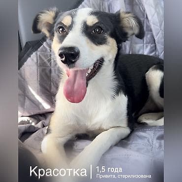 Собака даром: Дворняжка, 2 года, Самка, С прививкой